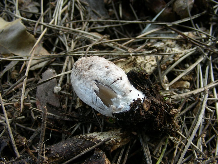 660 Aprile vecchio ritrovamento